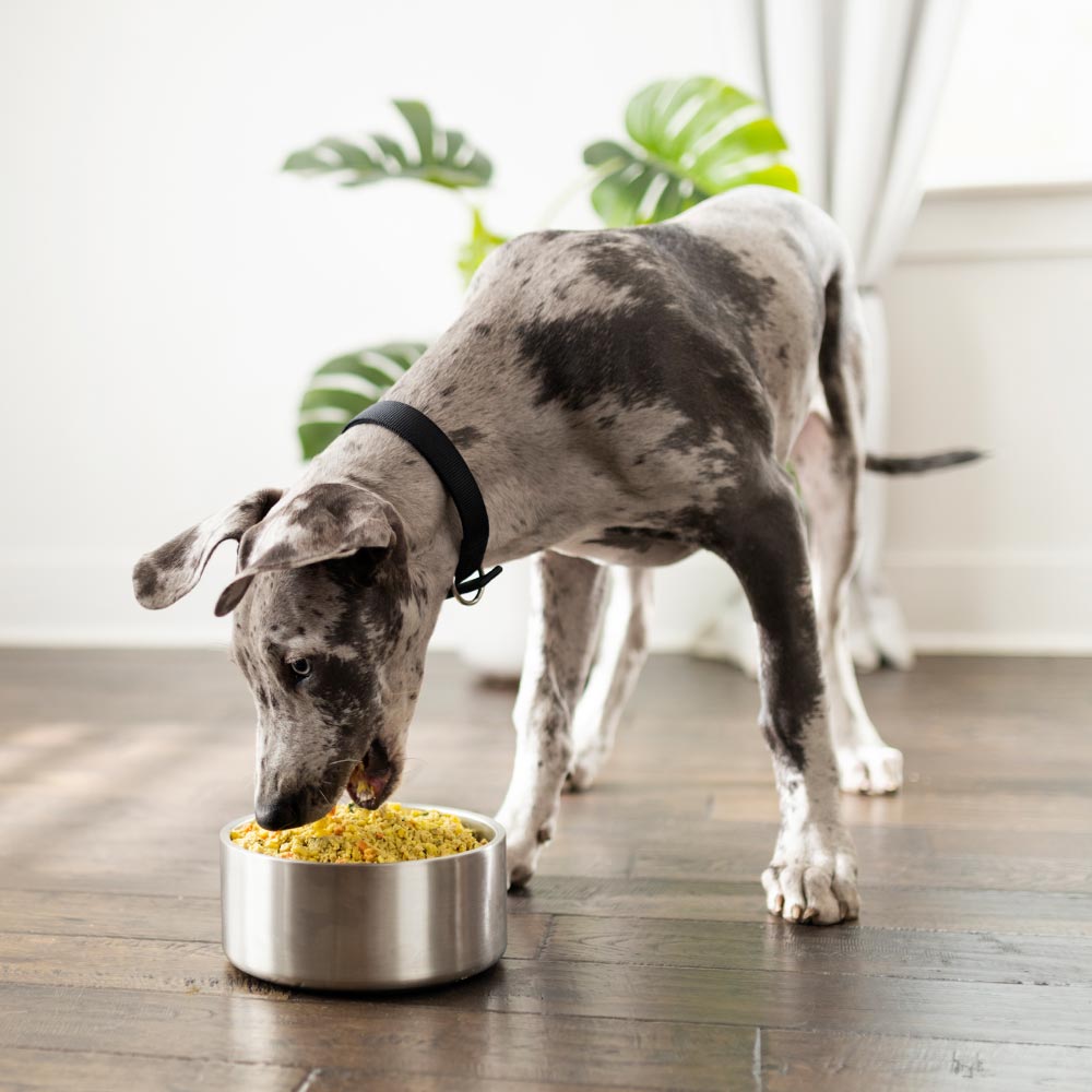 a dog eating food from bowl