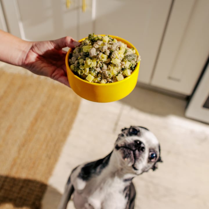 an excited dog anticipating tucker's food