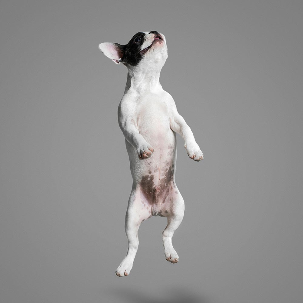 a jumping dog 